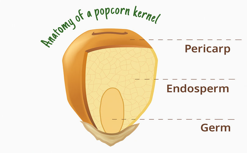 Anatomical diagram of a popcorn kernel showing pericarp, endosperm and germ Anatomical diagram of a popcorn kernel showing pericarp, endosperm and germ