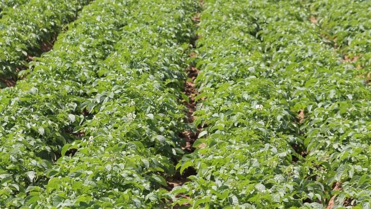 España: 10 cifras sobre el cultivo de la papa en Andalucía