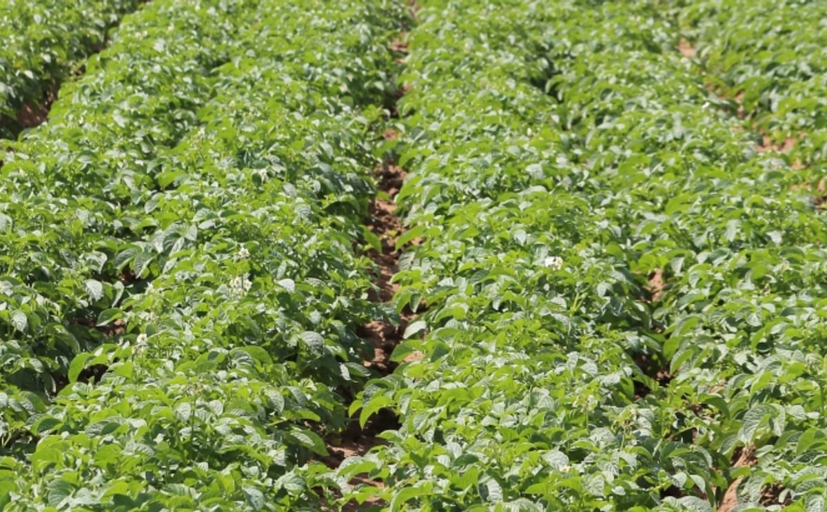 España: 10 cifras sobre el cultivo de la papa en Andalucía España: 10 cifras sobre el cultivo de la papa en Andalucía