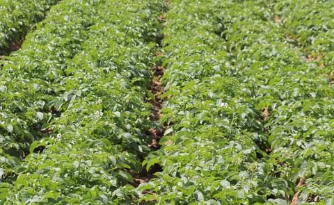 España: 10 cifras sobre el cultivo de la papa en Andalucía España: 10 cifras sobre el cultivo de la papa en Andalucía