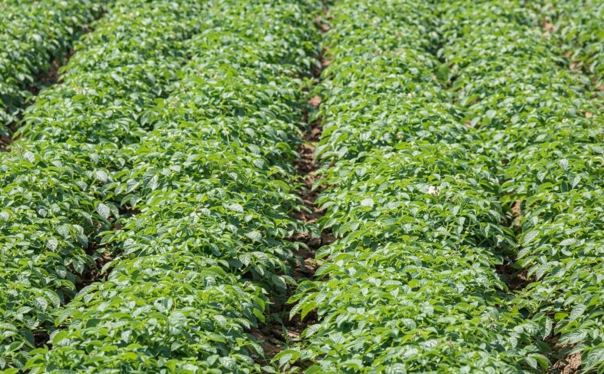 España: 10 cifras sobre el cultivo de la papa en Andalucía España: 10 cifras sobre el cultivo de la papa en Andalucía