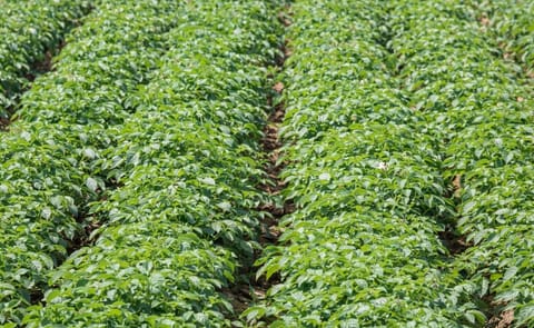 España: 10 cifras sobre el cultivo de la papa en Andalucía España: 10 cifras sobre el cultivo de la papa en Andalucía