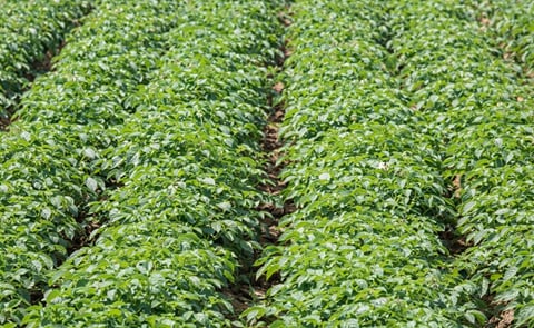 España: 10 cifras sobre el cultivo de la papa en Andalucía España: 10 cifras sobre el cultivo de la papa en Andalucía