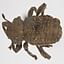 Andean Potato Weevil