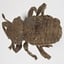 Andean Potato Weevil