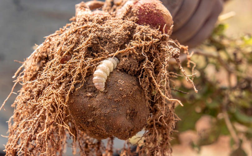 Andean Potato Weevil Feeding on Potato: Host Interaction and Damage