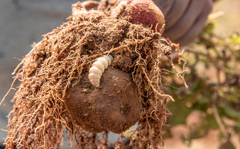 Andean Potato Weevil Feeding on Potato: Host Interaction and Damage Andean Potato Weevil Feeding on Potato: Host Interaction and Damage