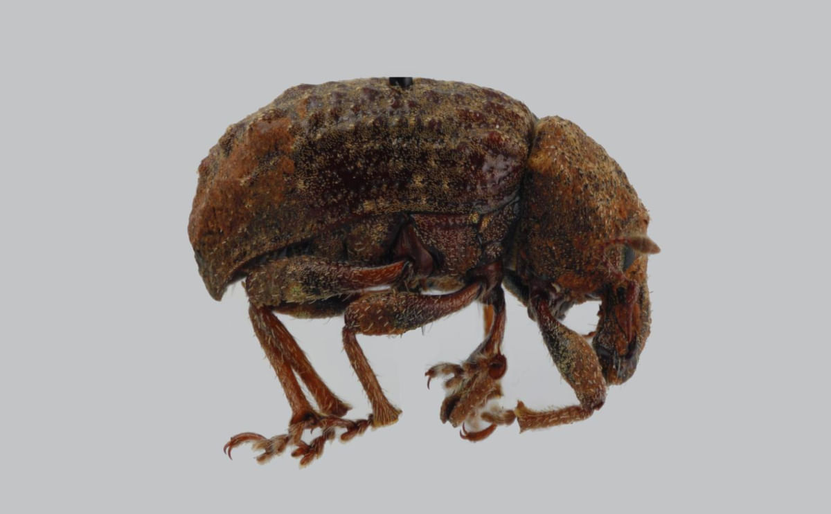 Andean Potato Weevil