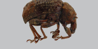Andean Potato Weevil Andean Potato Weevil