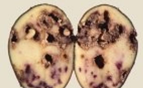 Simple plastic barriers combat major potato pest Simple plastic barriers combat major potato pest