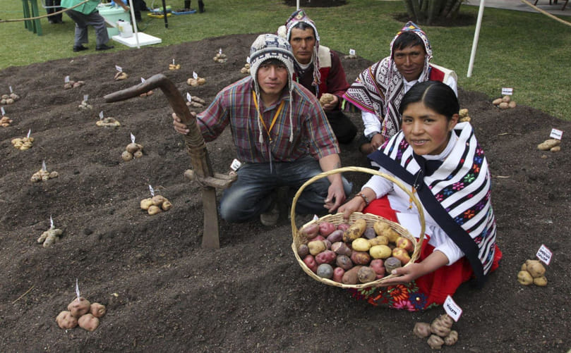 The Potato in Andean Life: From Tradition to Biodiversity Conservation