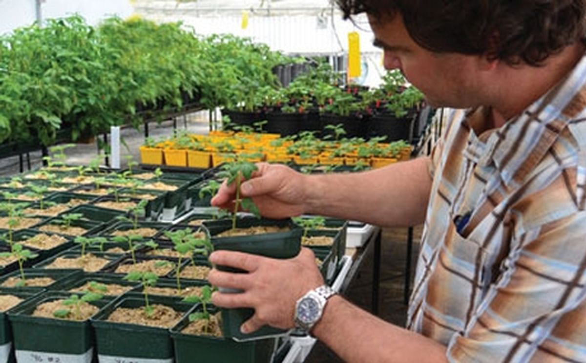 Private potato breeder Andre Gagnon at work at his research facility in Quebec. Private potato breeder Andre Gagnon at work at his research facility in Quebec.