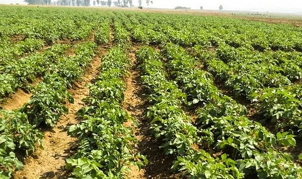 Agricultural production (potato) in Angola's coastal Cuanza Sul province