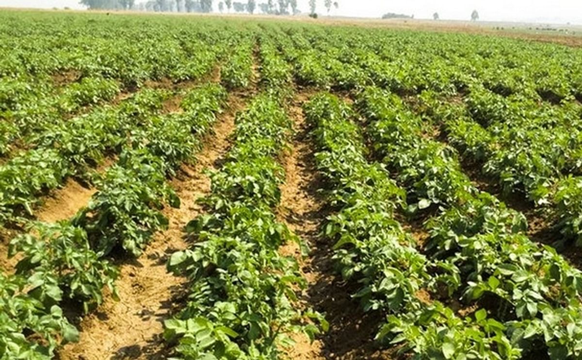 Agricultural production (potato) in Angola's coastal Cuanza Sul province Agricultural production (potato) in Angola's coastal Cuanza Sul province