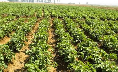 Agricultural production in Angola's coastal Cuanza Sul province. Agricultural production in Angola's coastal Cuanza Sul province.