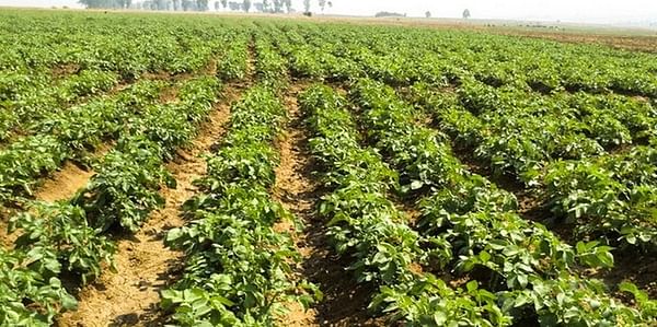 Agricultural production (potato) in Angola's coastal Cuanza Sul province