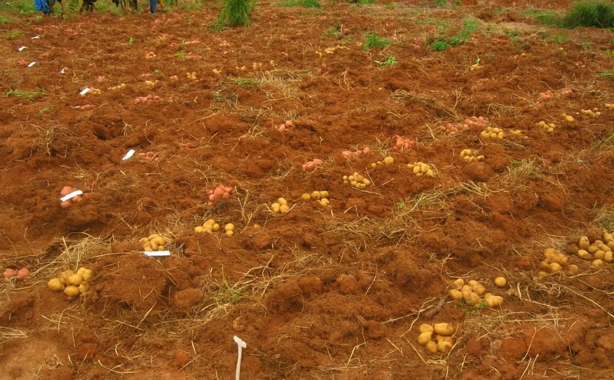 Dutch company to support commercial Angola potato production Dutch company to support commercial Angola potato production