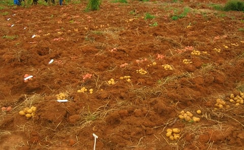 Potato Variety testing in Angola. Several potat varieties were released and the main components of a potato seed multiplication system were established (Courtesy: Britta Kowalski) Potato Variety testing in Angola. Several potat varieties were released and the main components of a potato seed multiplication system were established (Courtesy: Britta Kowalski)