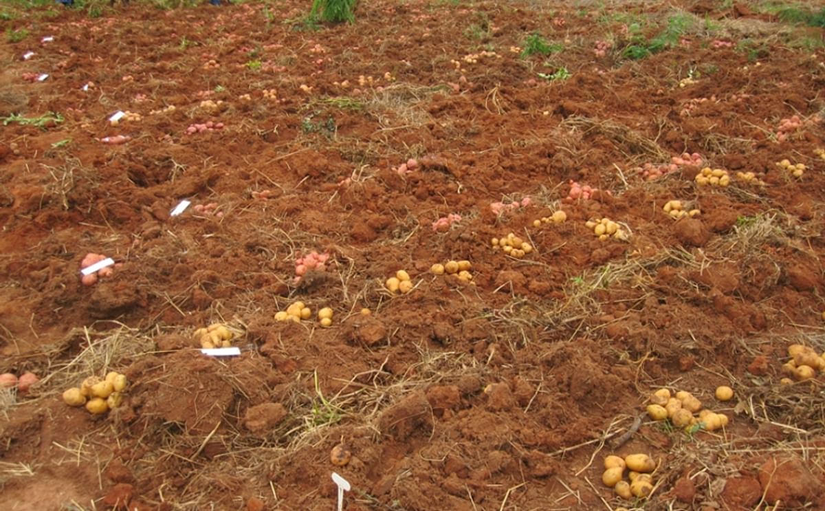 Potato Variety testing in Angola. Several potat varieties were released and the main components of a potato seed multiplication system were established (Courtesy: Britta Kowalski)
