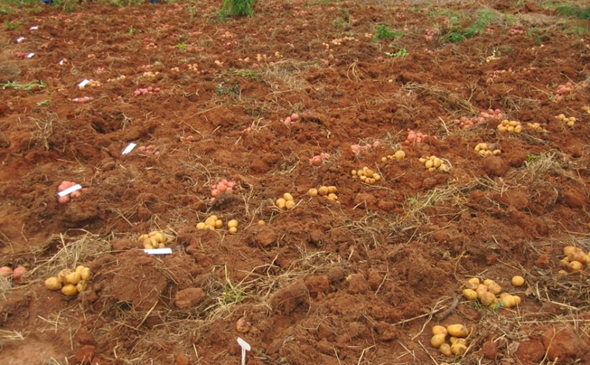 Dutch company to support commercial Angola potato production Dutch company to support commercial Angola potato production