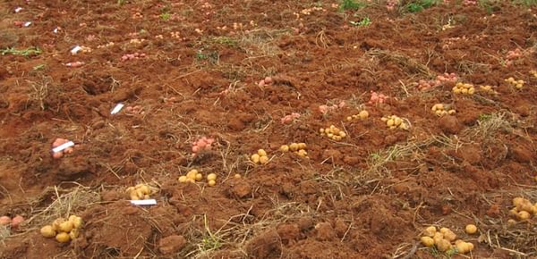 Dutch company to support commercial Angola potato production