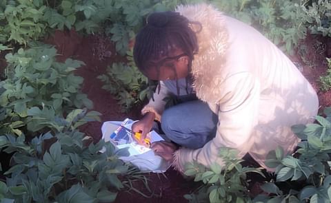 Phytophthora infestans KE-1 is spreading rapidly across East Africa Phytophthora infestans KE-1 is spreading rapidly across East Africa