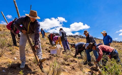 El CIP siembra 110 variedades de papas nativas en Perú El CIP siembra 110 variedades de papas nativas en Perú
