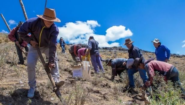 El CIP siembra 110 variedades de papas nativas en Perú