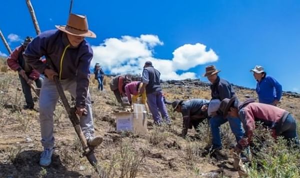 Perú: El CIP siembra 110 variedades nativas en Ancash