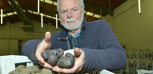[Paul Watts, mejorador del AFBI, con una muestra de las papas moradas Purple Magic