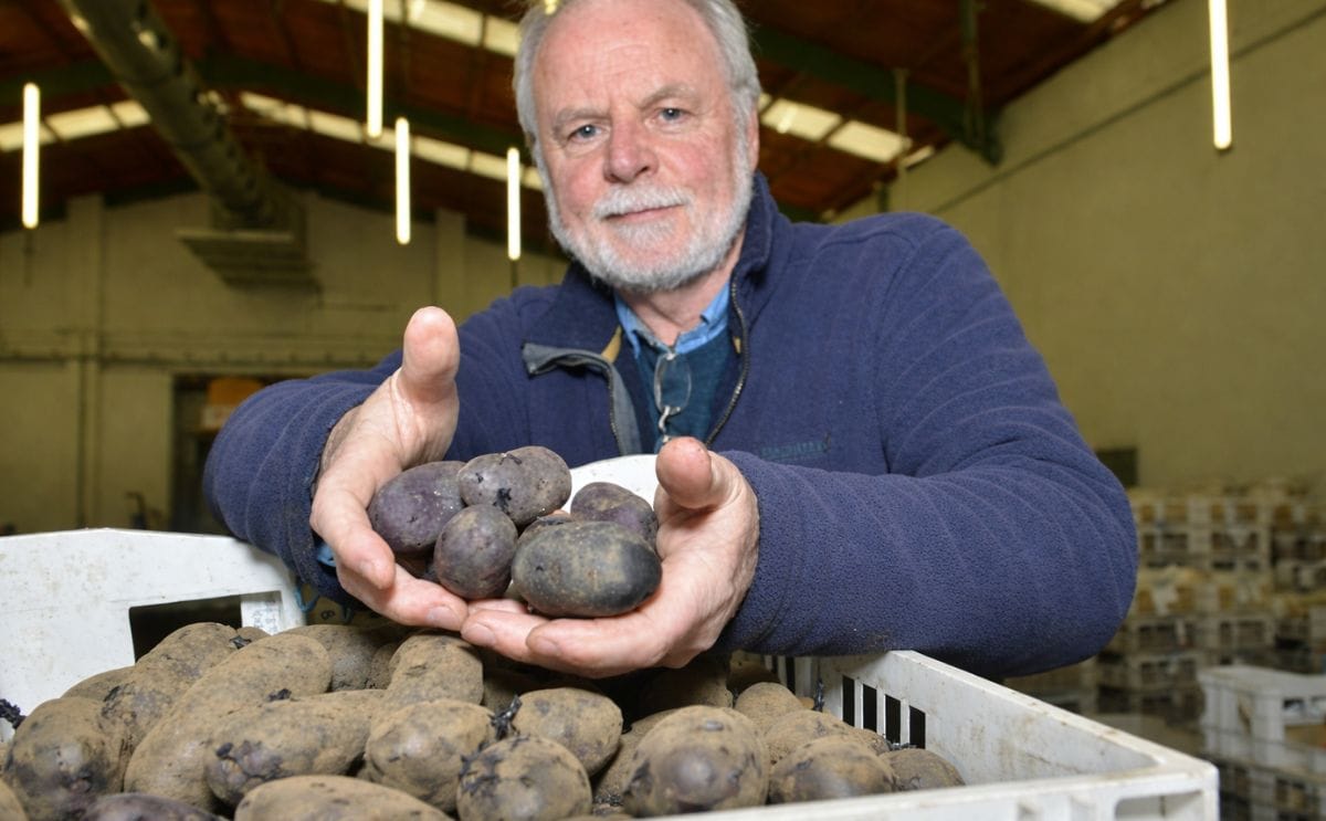 Irlanda del Norte desarrolla una potencial papa anticancer [Paul Watts, mejorador del AFBI, con una muestra de las papas moradas Purple Magic
