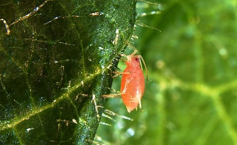 A green peach aphid feeds on a husk tomato plant. The insect transmits more than 100 plant viruses and feeds on a variety of crops, including peaches, tomatoes, potatoes, cabbage and corn. (Courtesy: Mariko Alexander, Ph.D. '19 | Cornell University) A green peach aphid feeds on a husk tomato plant. The insect transmits more than 100 plant viruses and feeds on a variety of crops, including peaches, tomatoes, potatoes, cabbage and corn. (Courtesy: Mariko Alexander, Ph.D. '19 | Cornell University)