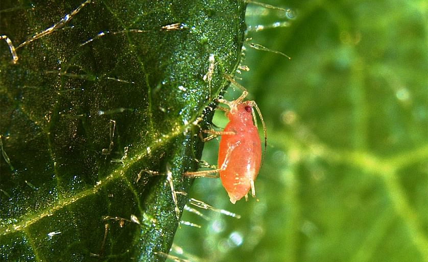 A green peach aphid feeds on a husk tomato plant. The insect transmits more than 100 plant viruses and feeds on a variety of crops, including peaches, tomatoes, potatoes, cabbage and corn. (Courtesy: Mariko Alexander, Ph.D. '19 | Cornell University)