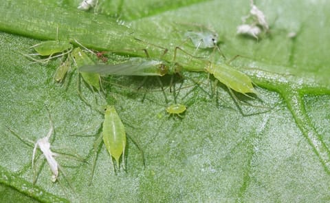 Potato Aphids (Macrosiphum euphorbiae) alatae (insect form with wings) , apterae (wingless female form) and cast skins (Courtesy: Wikimedia) Potato Aphids (Macrosiphum euphorbiae) alatae (insect form with wings) , apterae (wingless female form) and cast skins (Courtesy: Wikimedia)