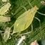 Aphids