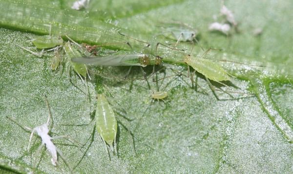 AUSVEG: Wasp warfare with avid aphid-eating parasites can help prevent resistence