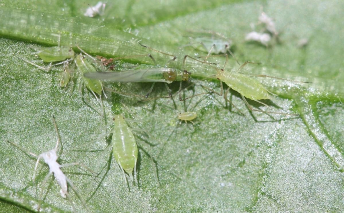 Potato Aphids (Macrosiphum euphorbiae) alatae (insect form with wings) , apterae (wingless female form) and cast skins (Courtesy: Wikimedia)