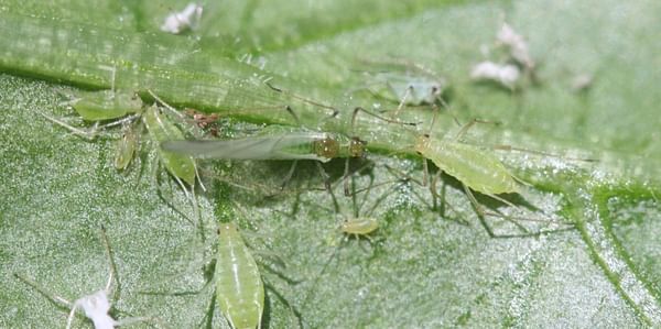 AUSVEG: Wasp warfare with avid aphid-eating parasites can help prevent resistence