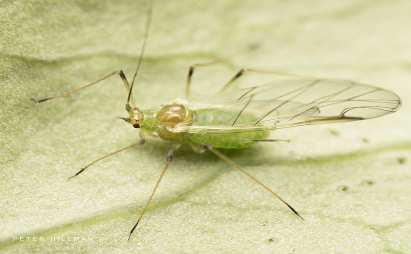 Potato Aphids Infesting Potato Plants Potato Aphids Infesting Potato Plants