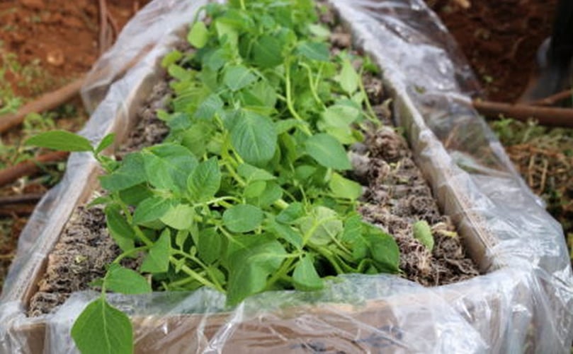 ARC Seedling ready for Transplanting ARC Seedling ready for Transplanting