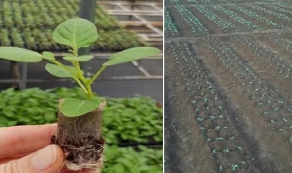 Researchers say apical rooted cuttings are the solution for cheaper potato seed in India