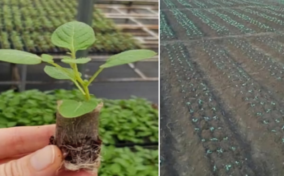 Researchers say apical rooted cuttings are the solution for cheaper potato seed in India Researchers say apical rooted cuttings are the solution for cheaper potato seed in India