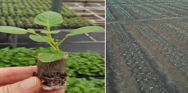 Researchers say apical rooted cuttings are the solution for cheaper potato seed in India