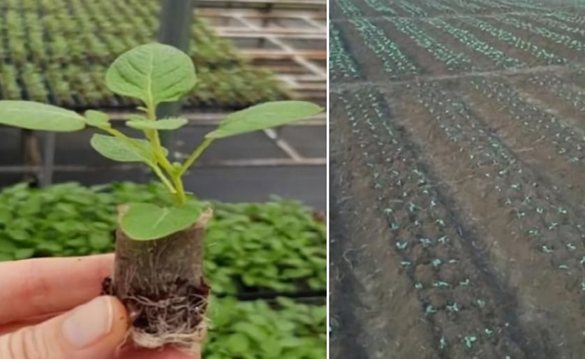 CIP Researchers say apical rooted cuttings are the solution for cheaper potato seed in India