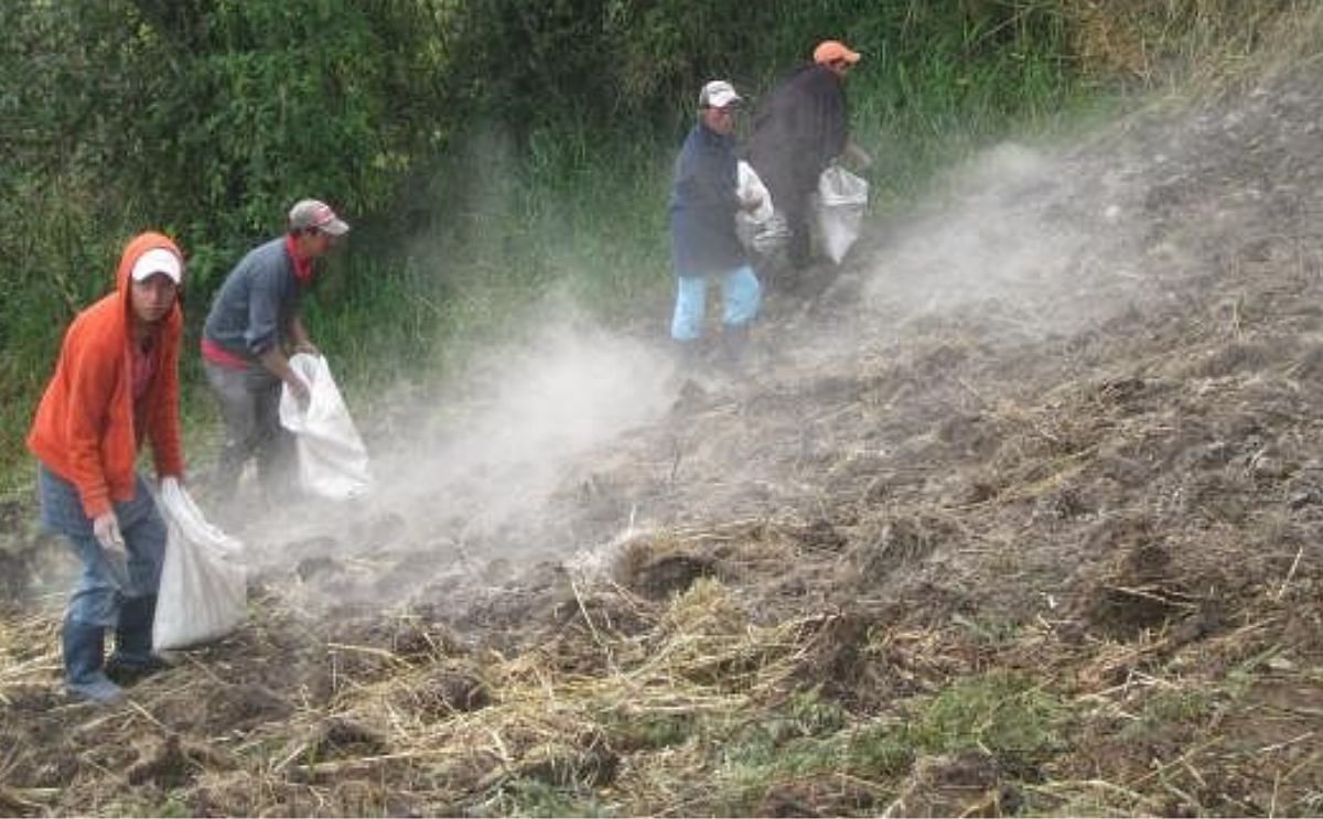 La variabilidad genotípica influye en la eficiencia de uso de fósforo como fertilizante en condiciones de campo La variabilidad genotípica influye en la eficiencia de uso de fósforo como fertilizante en condiciones de campo