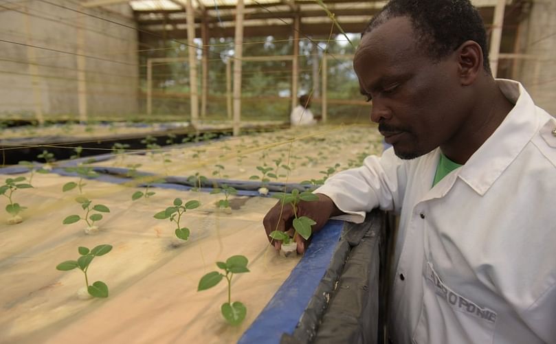 Apollinaire inspects the plantlets in the greenhouse. One plantlet produces between 30 – 50 potatoes.