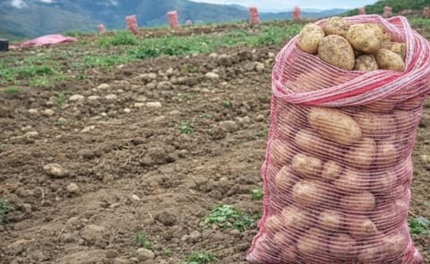 Aprobada la importación de semillas de papa en Venezuela Aprobada la importación de semillas de papa en Venezuela