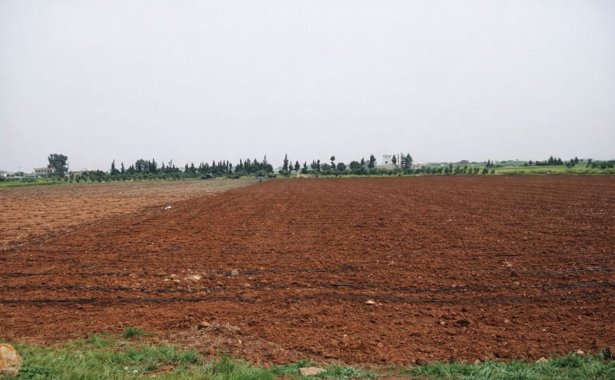 Cómo analizar el comportamiento de un cultivo y diseñar estrategias de adaptación frente a escenarios de variabilidad y cambio climático Cómo analizar el comportamiento de un cultivo y diseñar estrategias de adaptación frente a escenarios de variabilidad y cambio climático