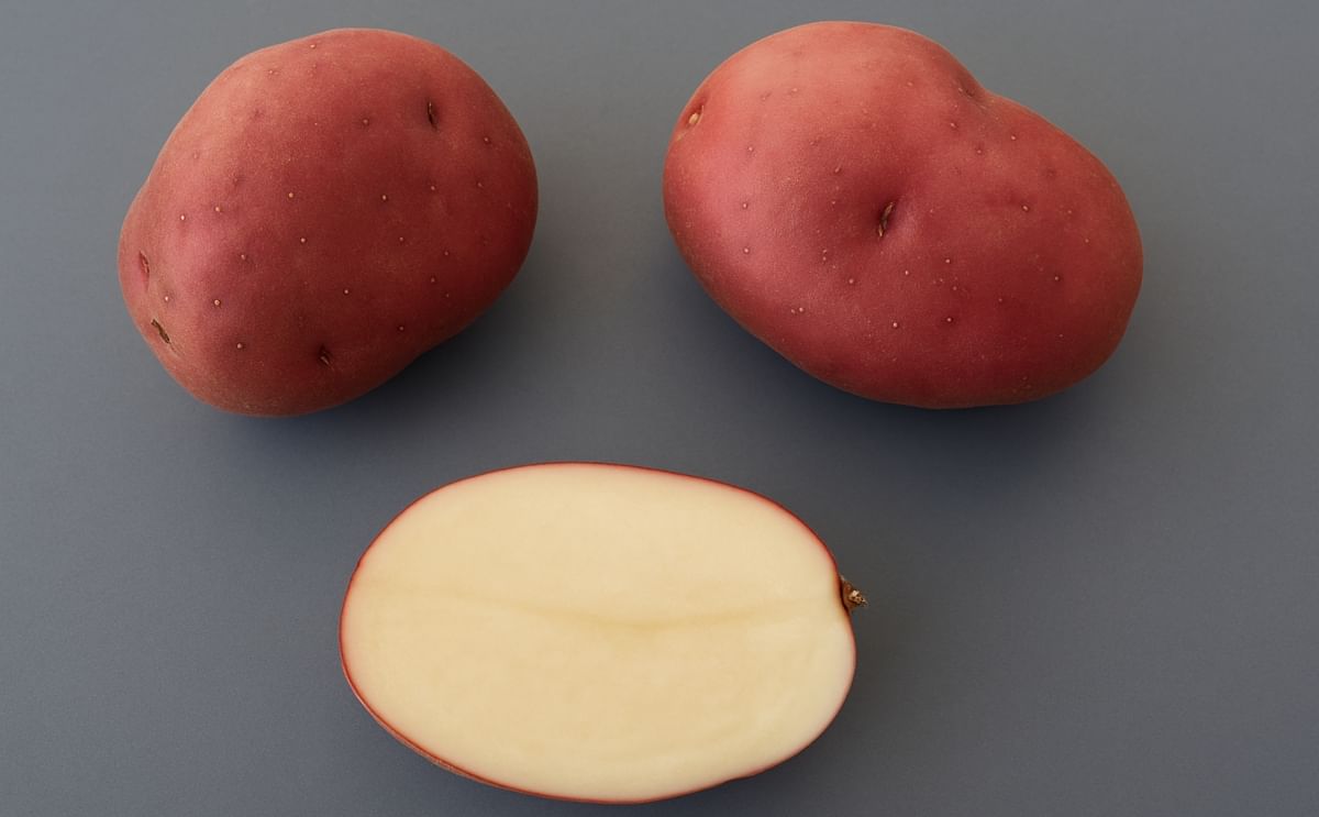 Creamers - Golf ball-sized potatoes are big hit in stores, restaurants