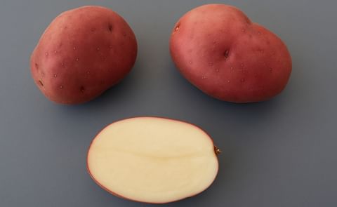 Creamers - Golf ball-sized potatoes are big hit in stores, restaurants Creamers - Golf ball-sized potatoes are big hit in stores, restaurants